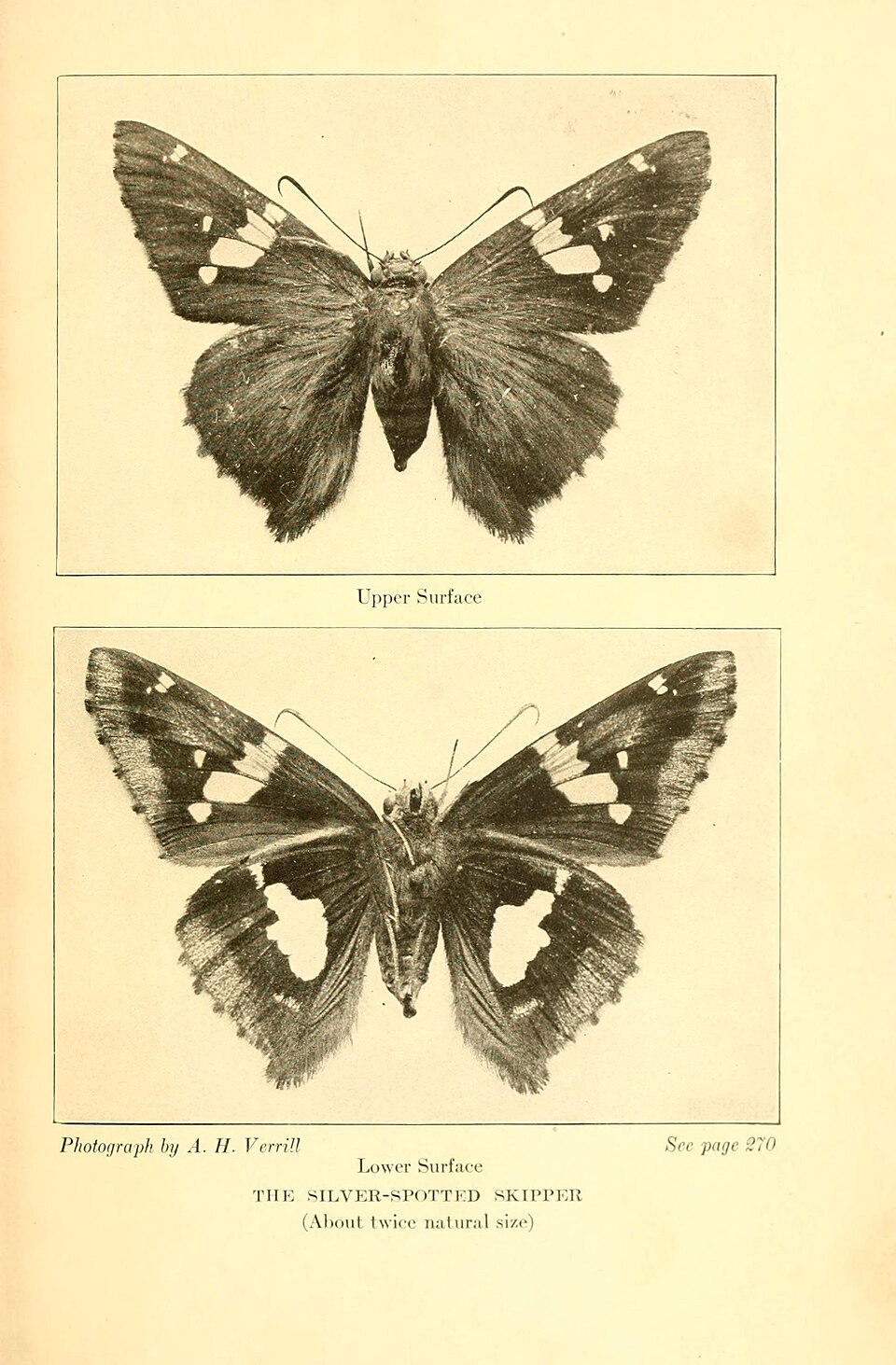 Photo of Silver-spotted skipper