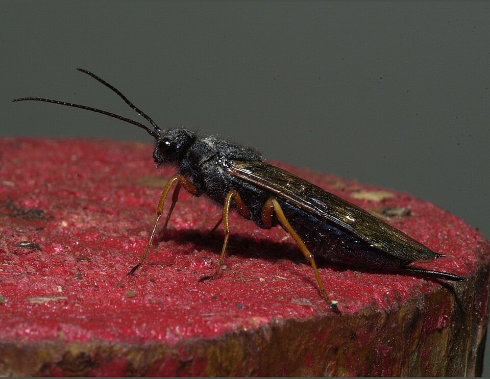 Photo of Sirex woodwasp
