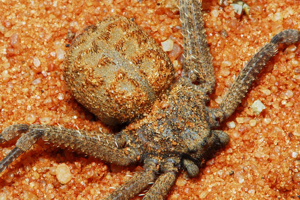 Photo of Six-eyed sand spider