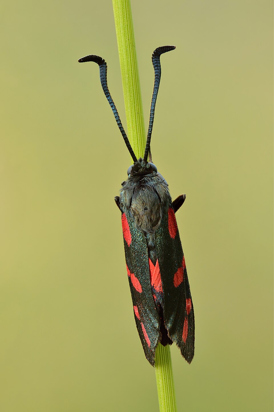 Photo of Six-spot burnet