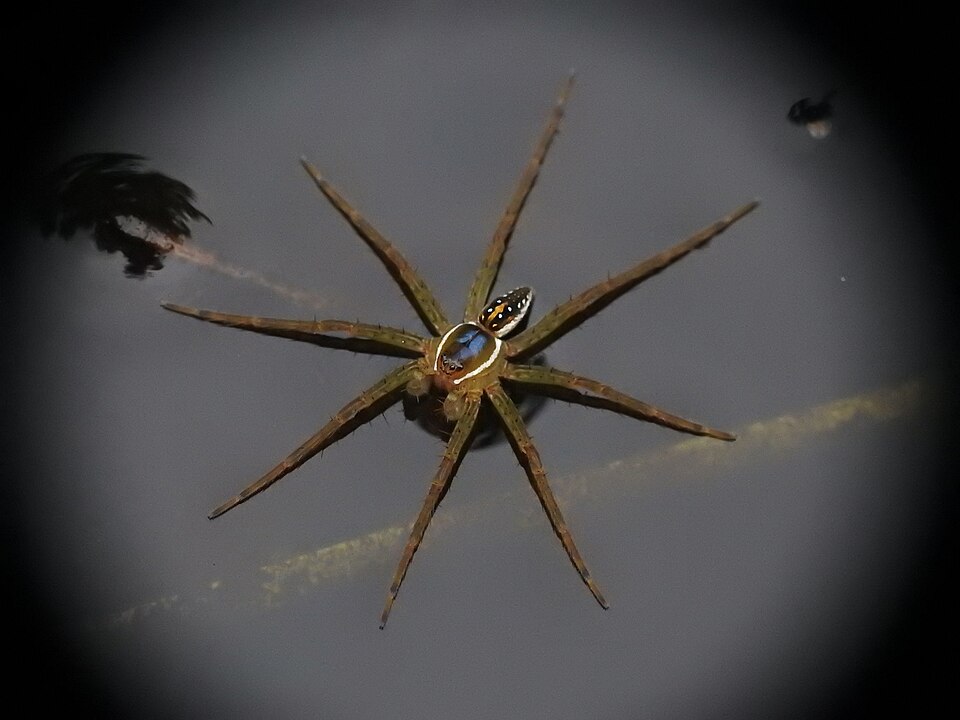 Photo of Six-spotted fishing spider