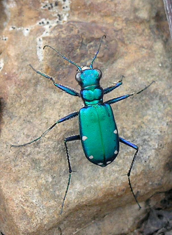 Photo of Six-spotted tiger beetle