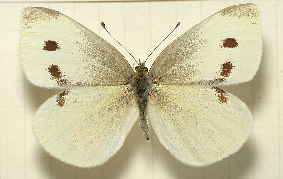 Photo of Small white