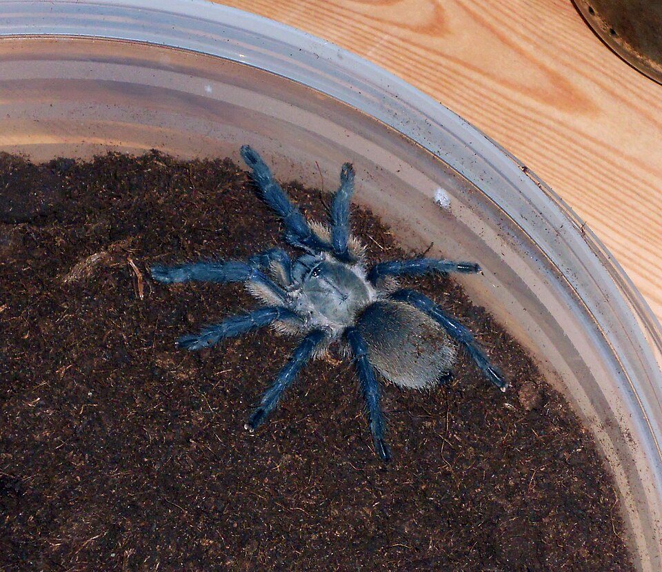 Photo of Socotra Island blue baboon tarantula