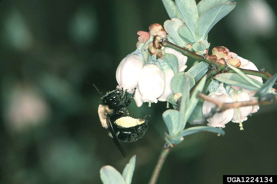 Photo of Southeastern blueberry bee