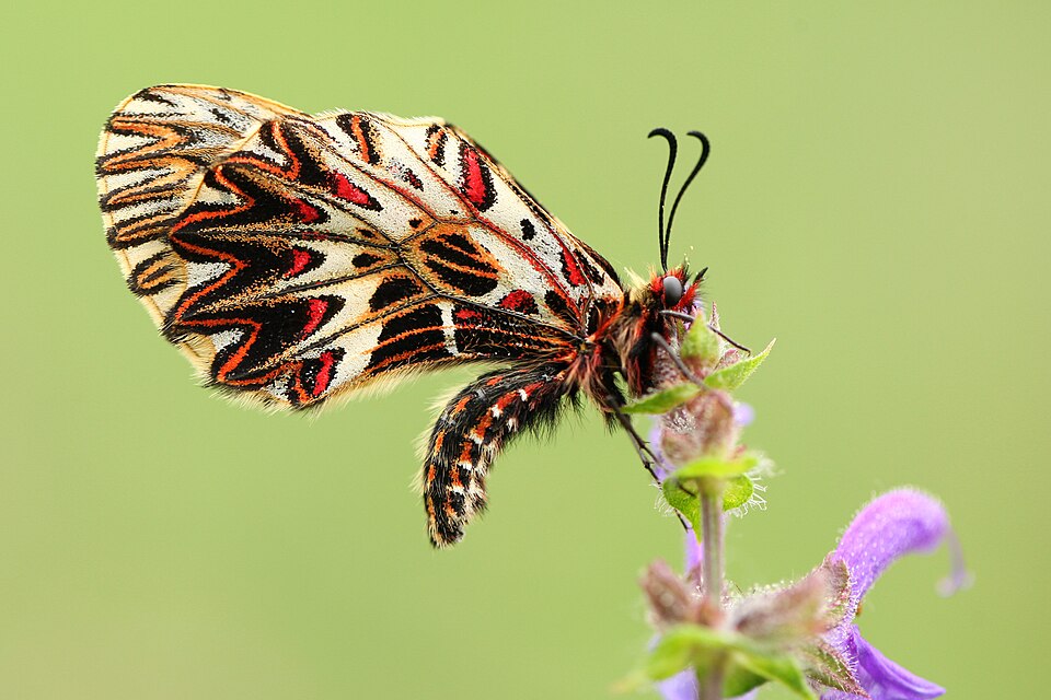 Photo of Southern festoon