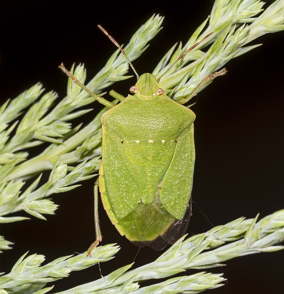 Photo of Southern green stink bug