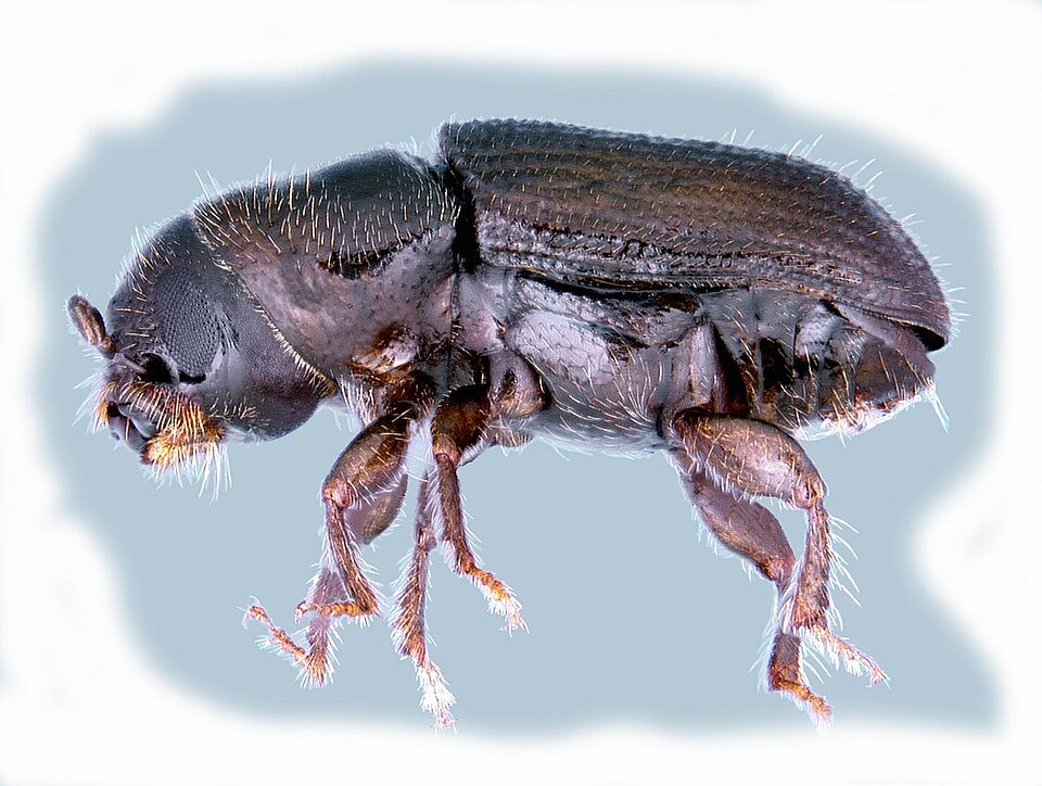 Photo of Southern pine beetle