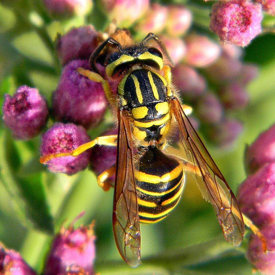 Photo of Southern yellowjacket