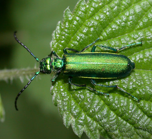 Photo of Spanish fly