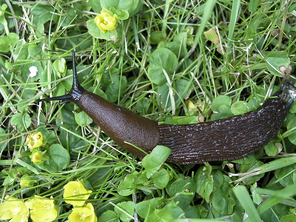 Photo of Hispaania teetigu