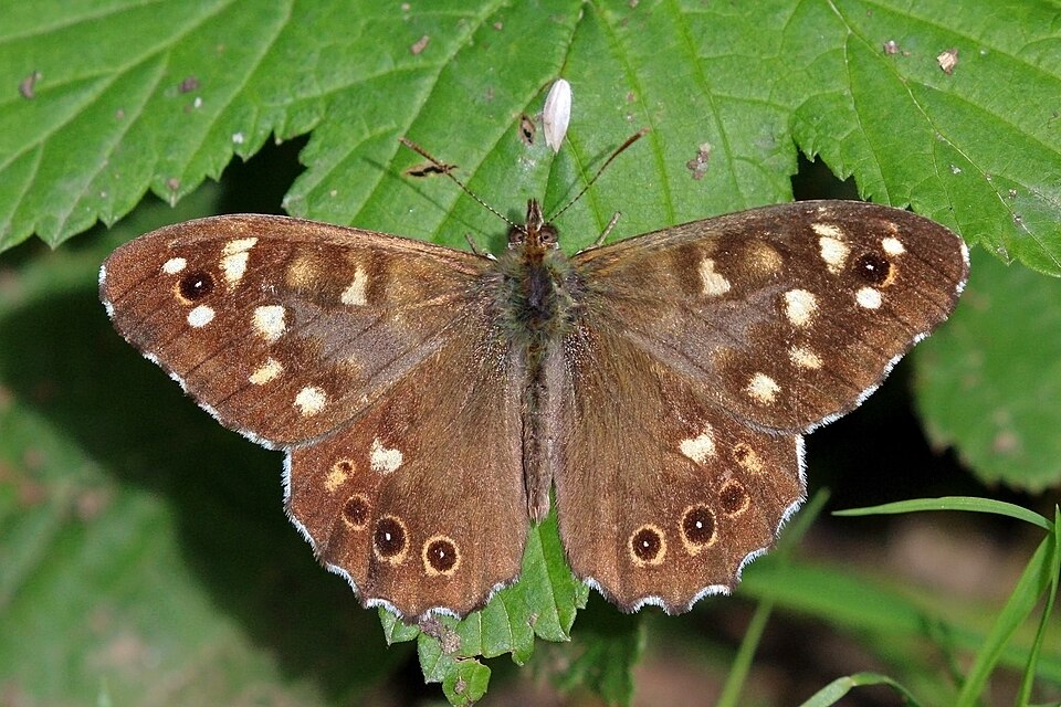 Photo of Speckled wood