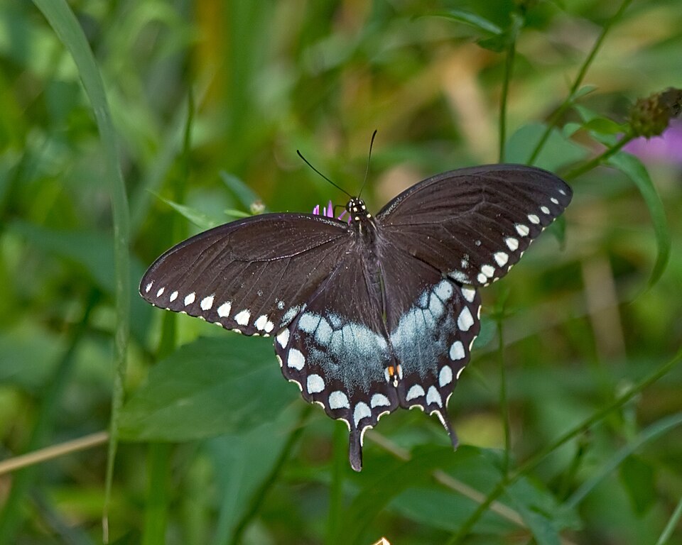 Photo of Spicebush swallowtail