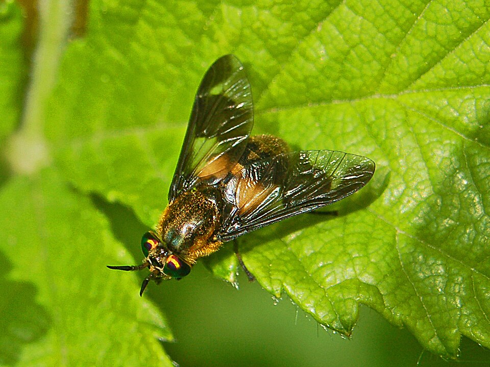 Photo of Splayed deerfly