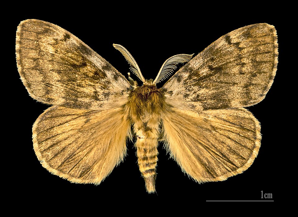 Photo of Spongy moth