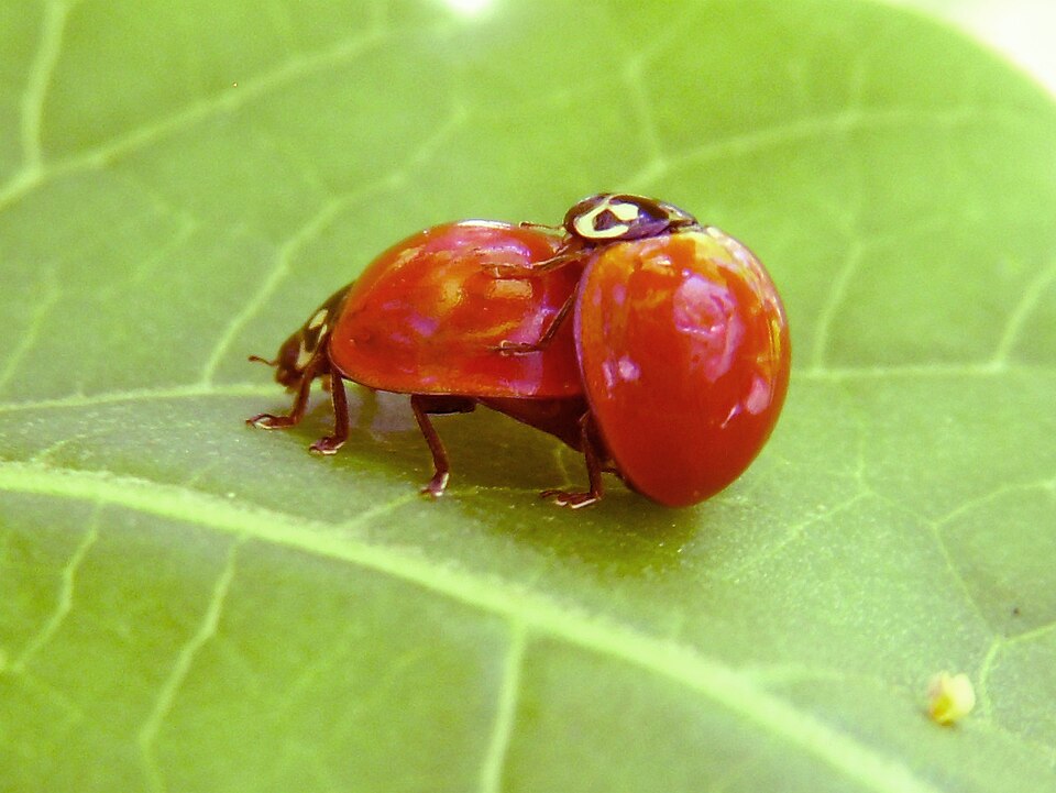 Photo of Spotless ladybird