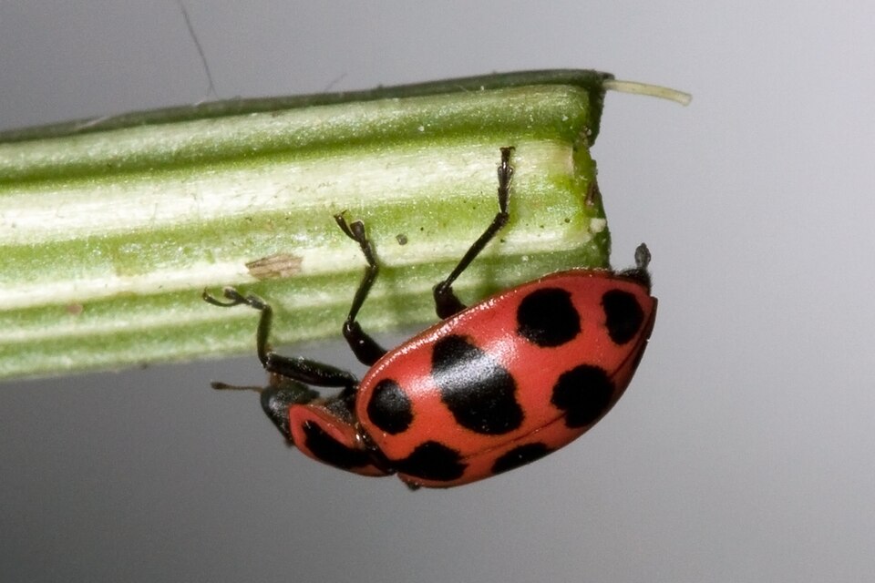 Photo of Spotted pink ladybird