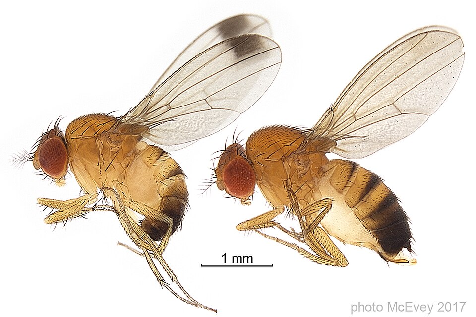 Photo of Spotted wing drosophila