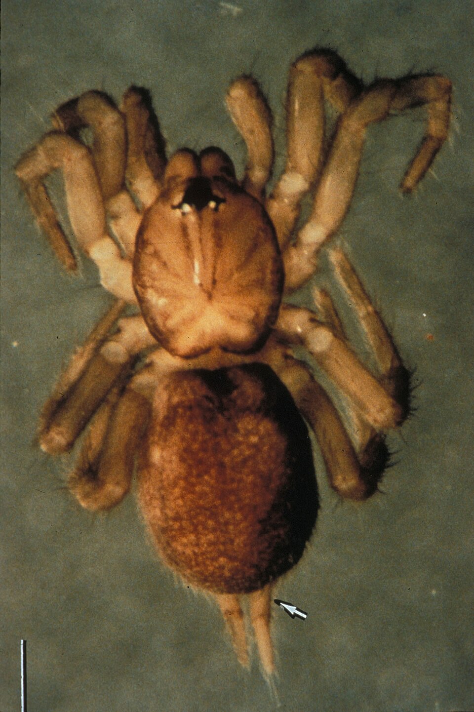 Photo of Spruce-fir moss spider