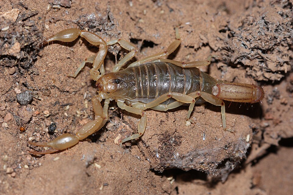 Photo of Stripe-tailed scorpion