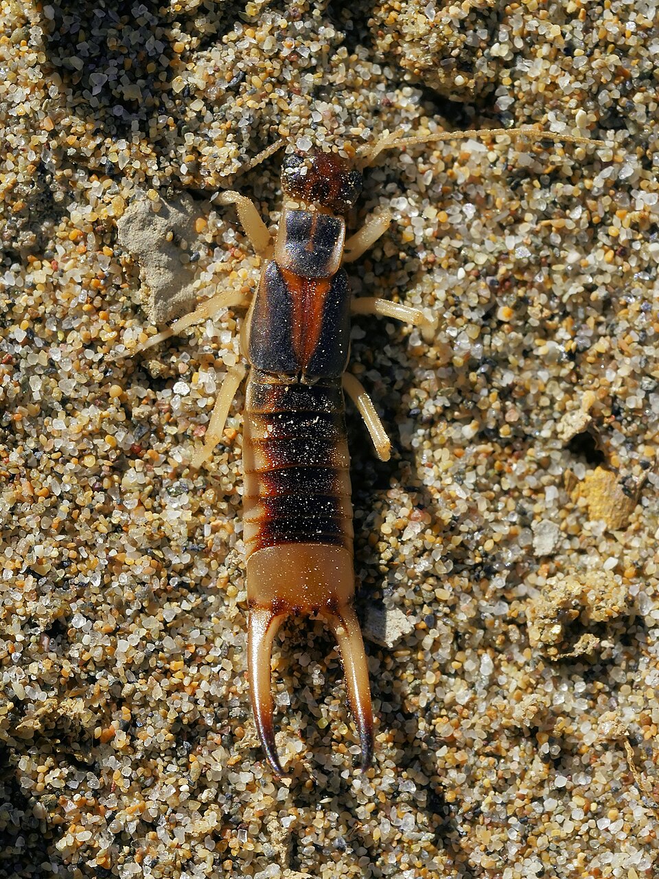 Photo of Striped earwig