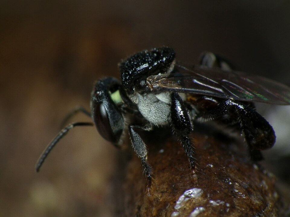 Photo of Sugarbag bee