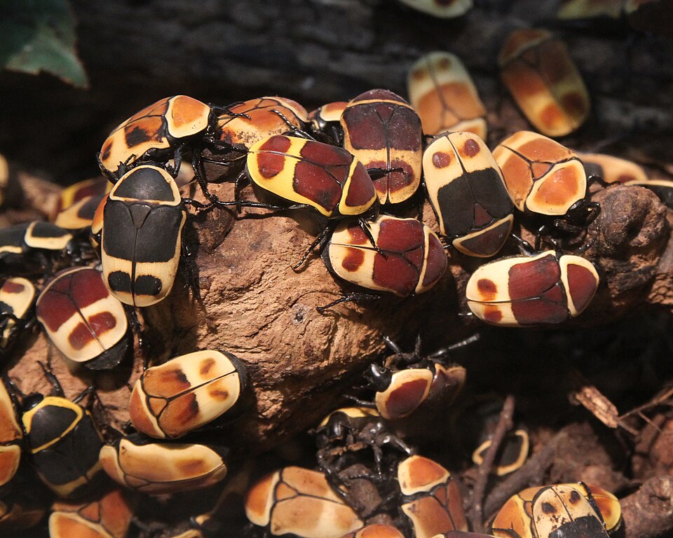 Photo of Sun beetle