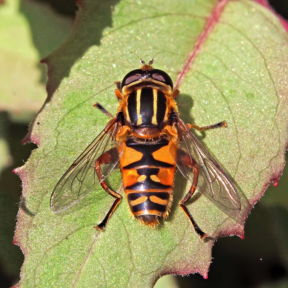 Photo of Sun fly