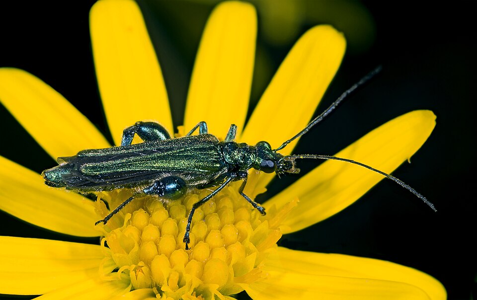 Photo of Swollen-thighed beetle