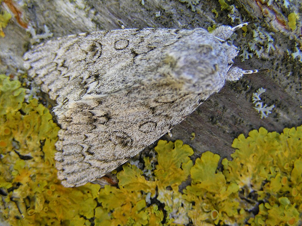 Photo of Sycamore moth