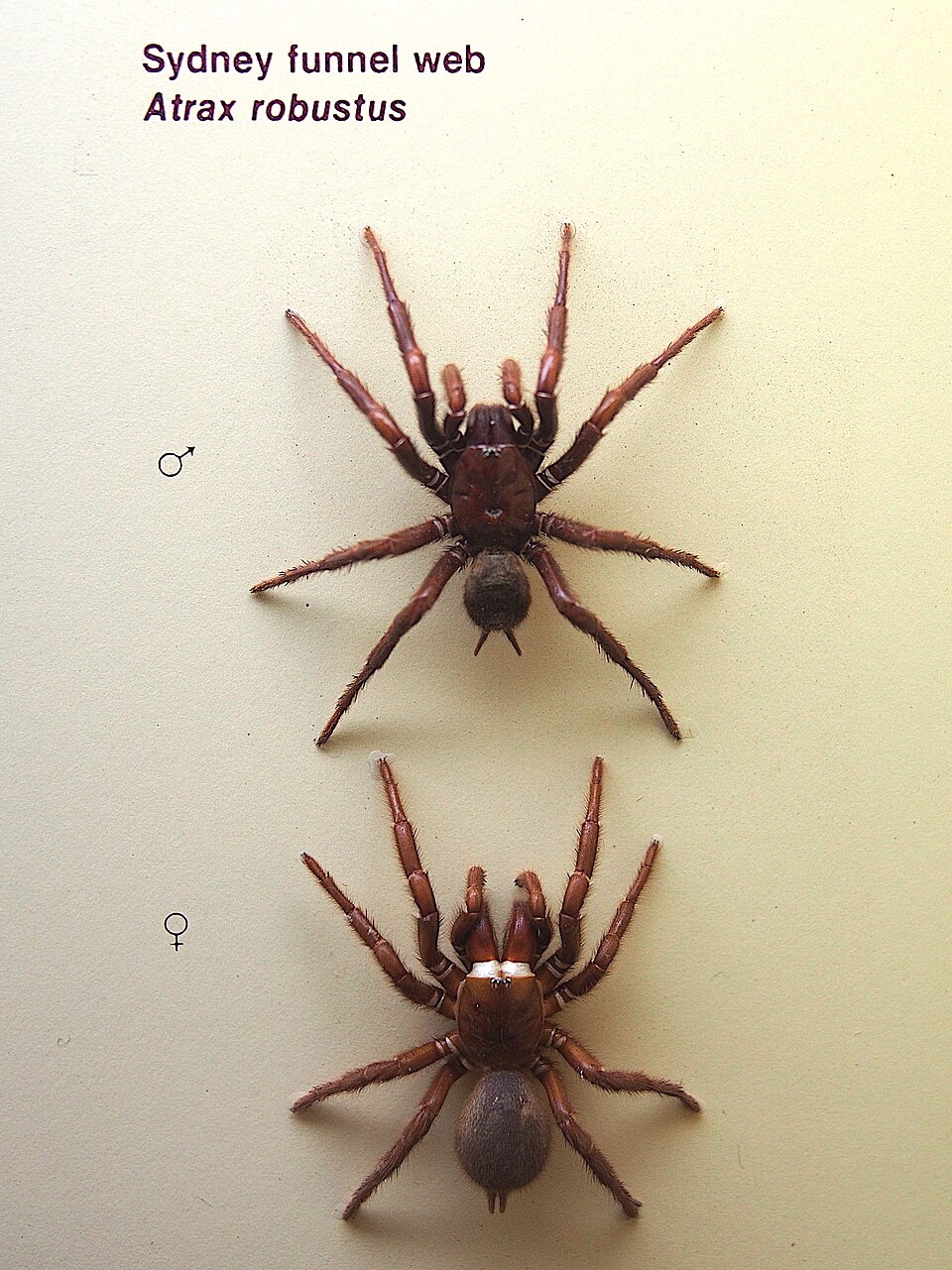 Photo of Sydney funnel-web spider