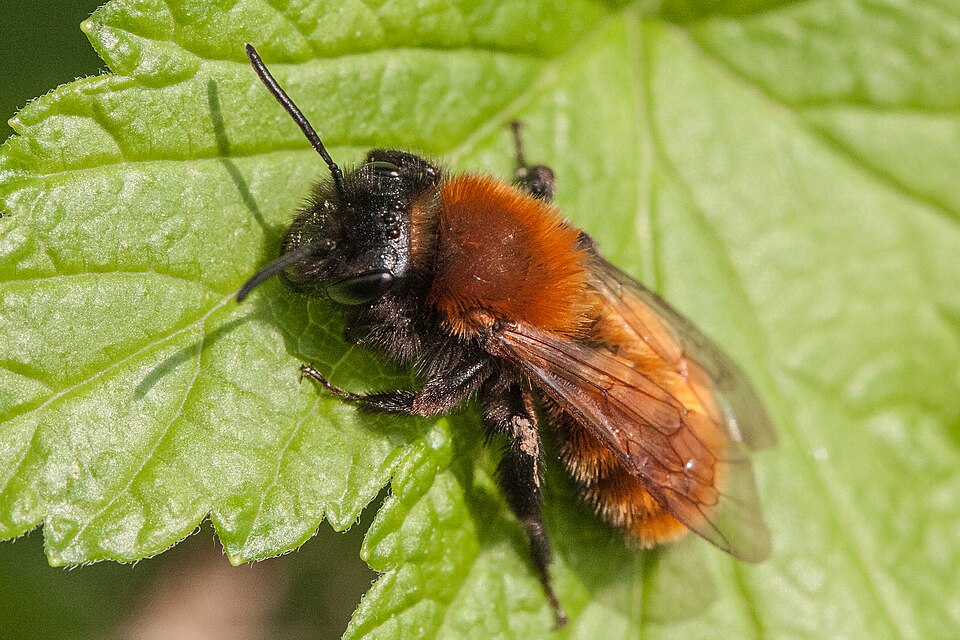 Photo of Tawny mining bee