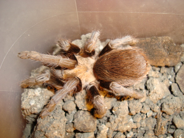 Photo of Texas brown tarantula