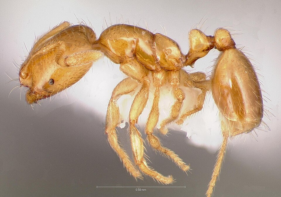 Photo of Thief ant