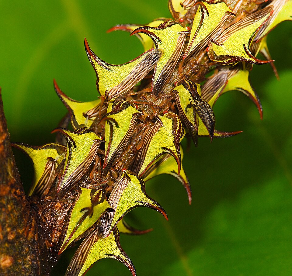 Photo of Thorn bug