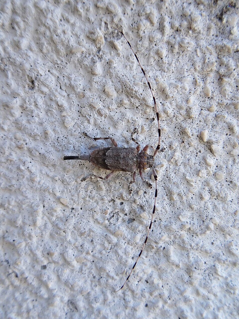 Photo of Timberman beetle