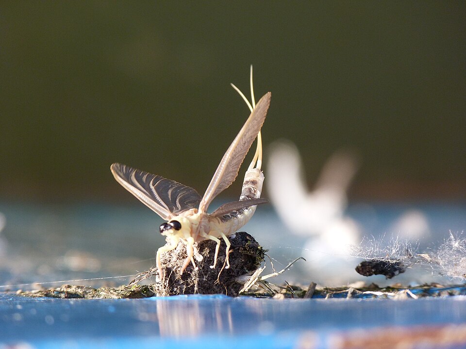 Photo of Tisza mayfly