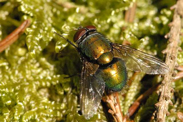 Photo of Toad fly