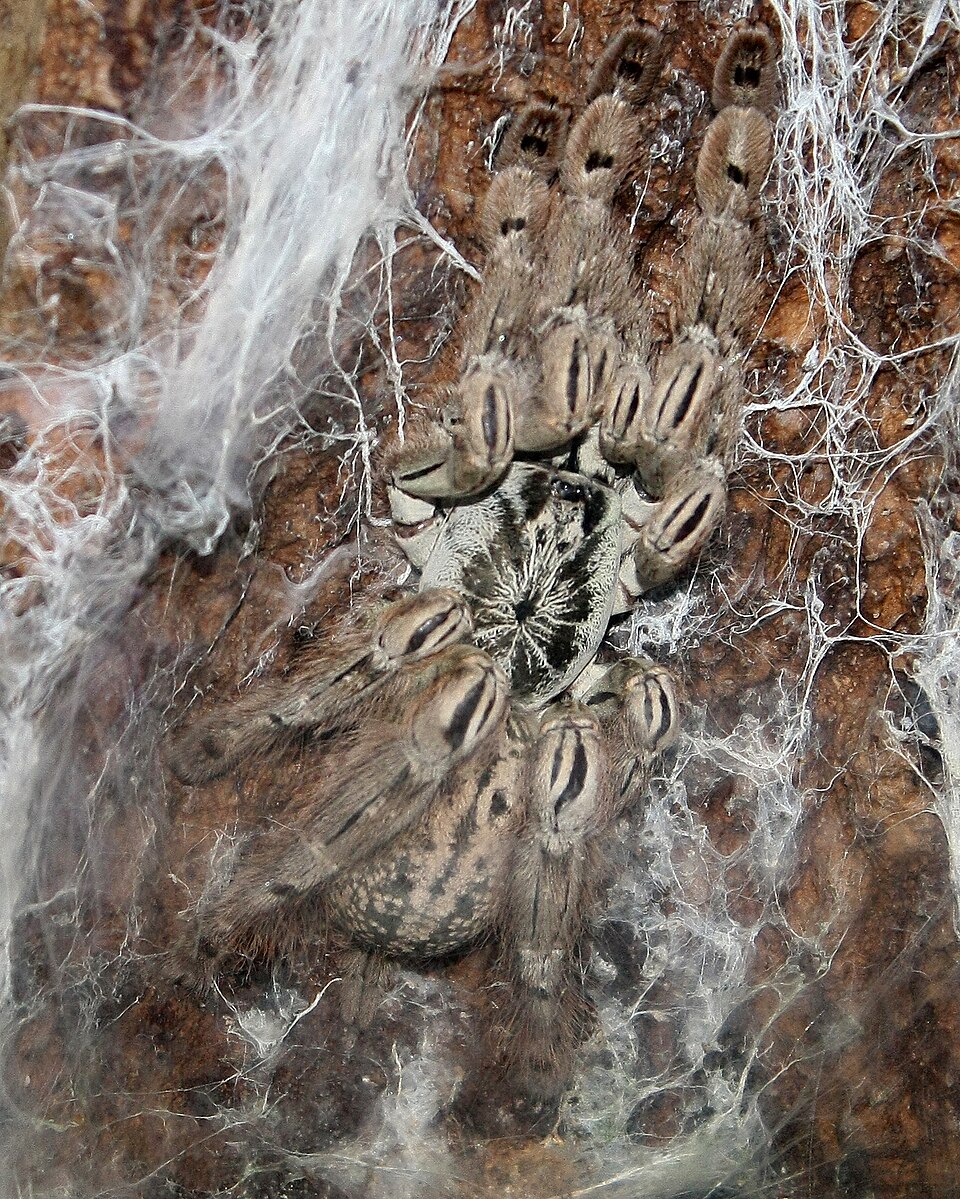 Photo of Togo starburst baboon spider