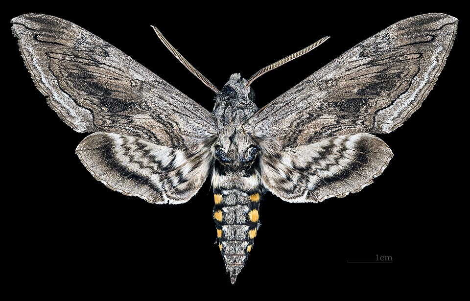Photo of Tomato hornworm