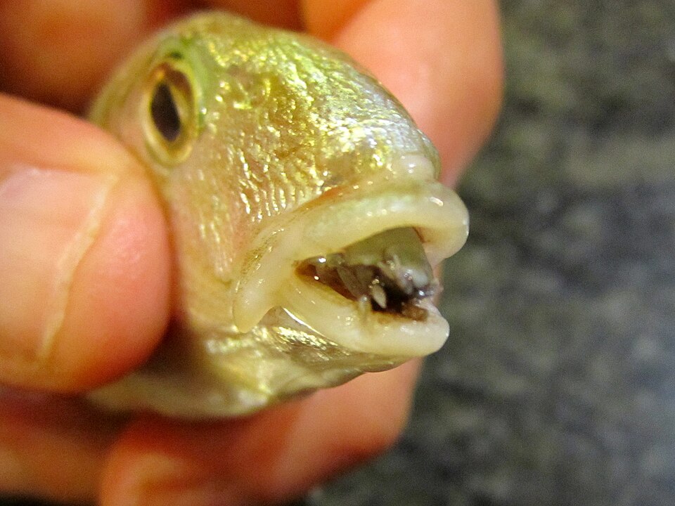Photo of Tongue-eating louse
