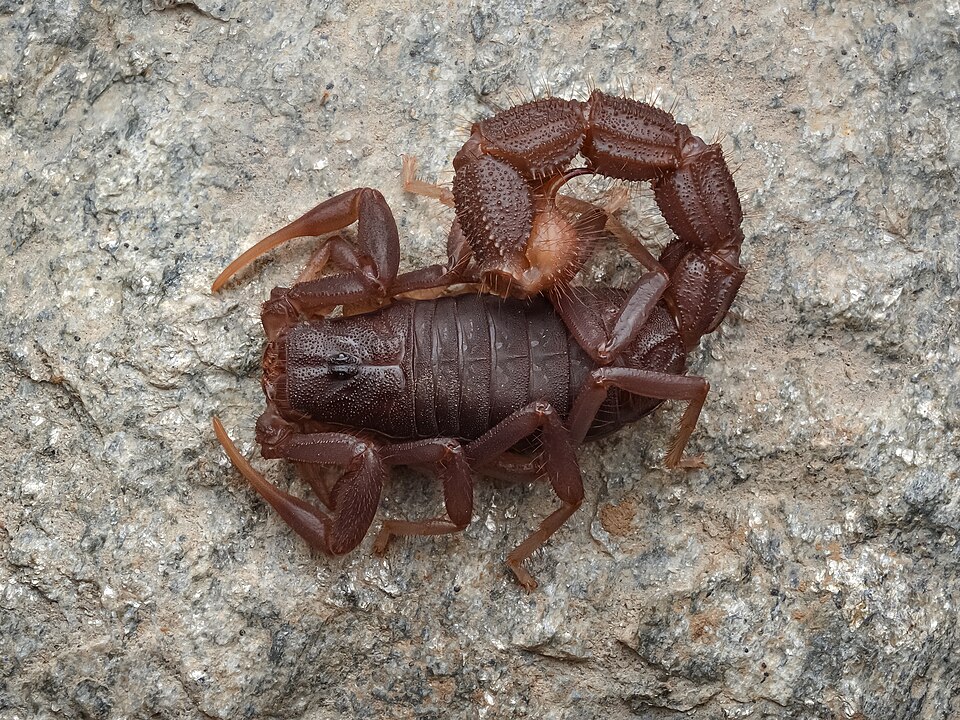Photo of Transvaal thick-tailed scorpion