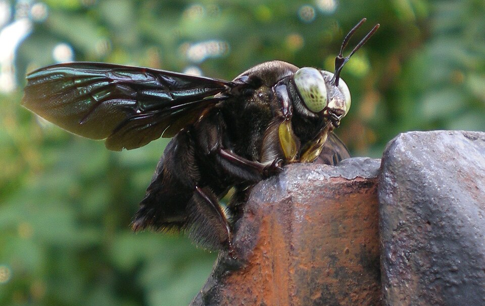 Photo of Tropical carpenter bee