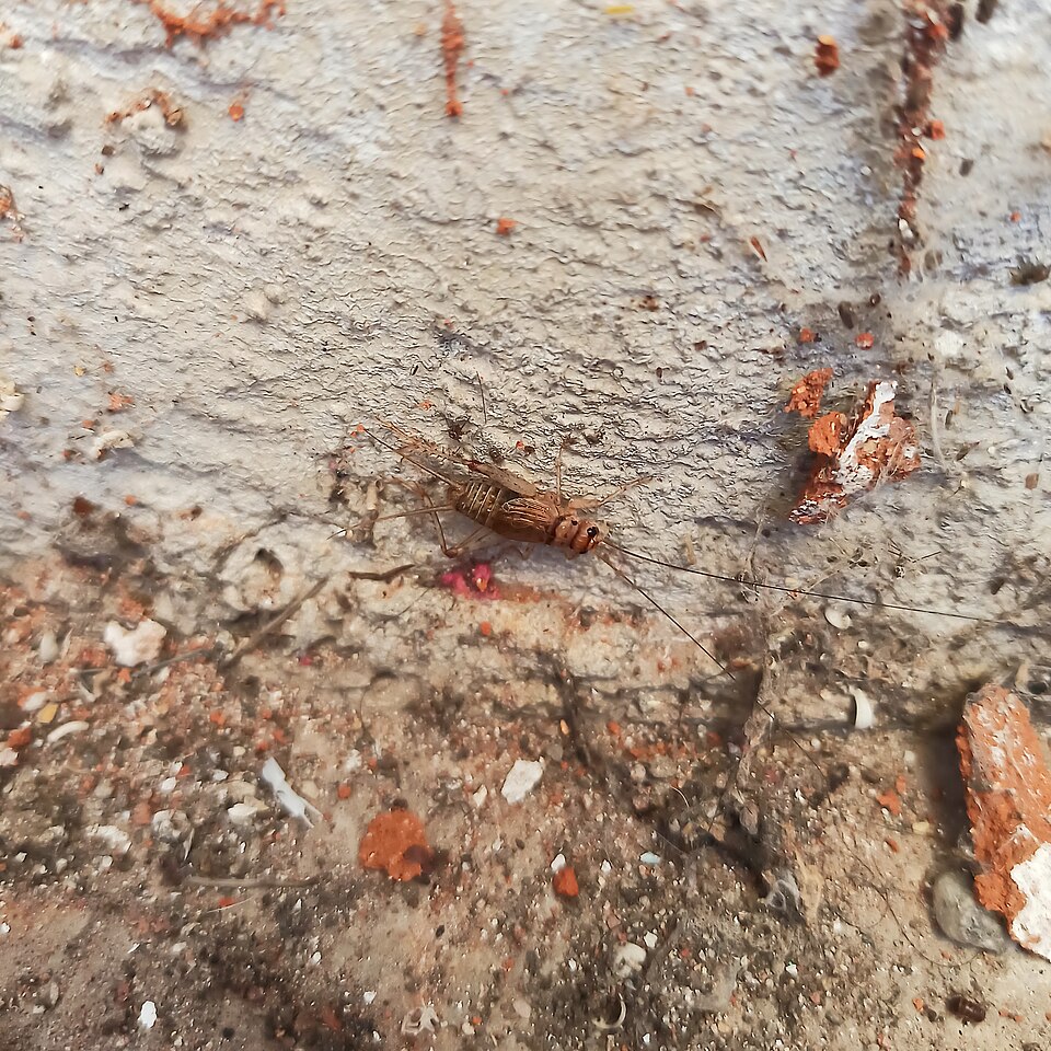 Photo of Tropical house cricket