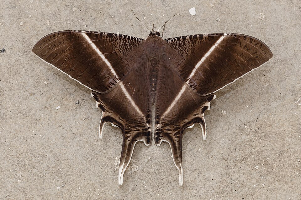 Photo of Tropical swallowtail moth