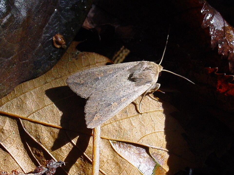 Photo of True armyworm