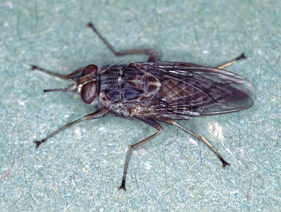 Photo of Tsetse fly