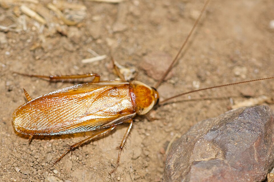 Photo of Turkestan cockroach