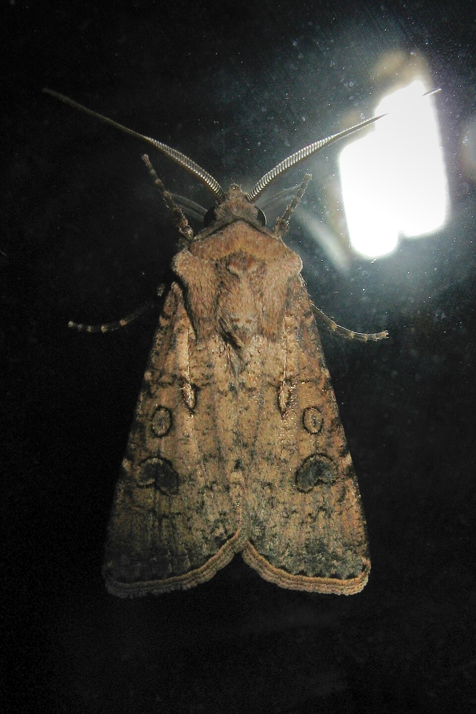 Photo of Turnip moth
