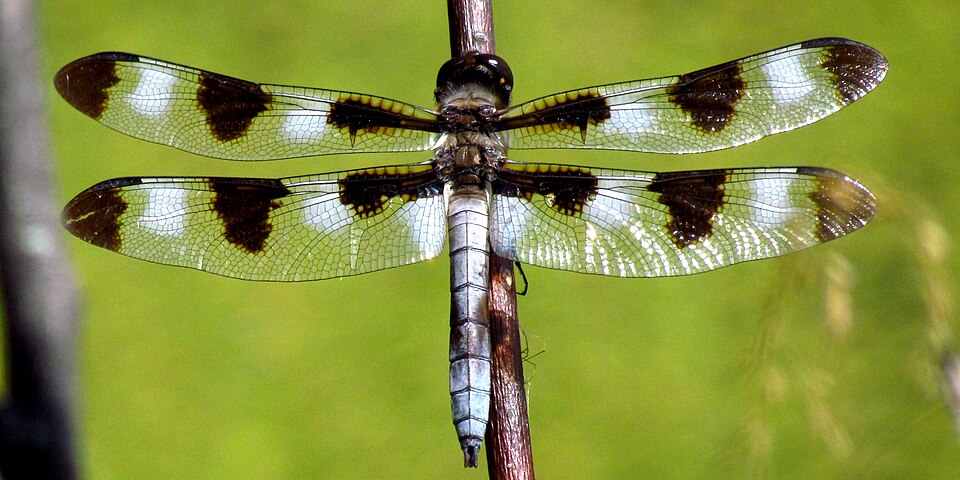 Photo of Twelve-spotted skimmer